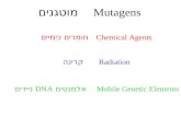 Mutagens מוטגנים Radiation קרינה Chemical Agents חומרים כימיים Mobile Genetic Elements אלמנטים DNA ניידים.