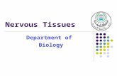 Nervous Tissues Department of Biology. Introduction Nervous tissues are formed of cell specialized to receive external and internal stimuli and to transmit.