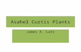 Asahel Curtis Plants James A. Lutz. Overview: Old-growth forest Pseudotsuga menziesii Tsuga heterophylla Large CWD in stream.