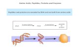Amino Acids, Peptides, Proteins and Enzymes Peptides and proteins are encoded by DNA and are built from amino acids.