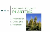 Amaranth Project: PLANTING  Research  Designs  Future.