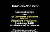Brain development Nature and nurture From The University of Western Ontario Department of Psychology Psychology 240B Developmental Psychology .