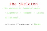 The Skeleton The skeleton is formed of bones + Ligaments + Tendons + Joints of the body. The skeleton is formed mainly of bones.