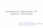 Anatomical Substrates of Somatic Sensation John H. Martin, Ph.D. Center for Neurobiology & Behavior Columbia University CPS.
