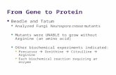 From Gene to Protein Beadle and Tatum Analyzed Fungi Neurospora crassa mutants Mutants were UNABLE to grow without Arginine (an amino acid) Other biochemical.
