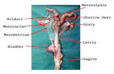 Ovary Mesometrium Oviduct Bladder Cervix Vagina Mesosalpinx Mesovarian Uterine Horn.