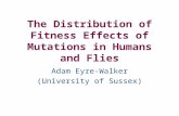 The Distribution of Fitness Effects of Mutations in Humans and Flies Adam Eyre-Walker (University of Sussex)