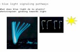 The blue light signaling pathways 1.What does blue light do to plants? 1) phototropism: growing towards light.