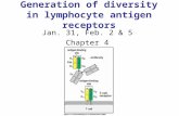 Generation of diversity in lymphocyte antigen receptors Jan. 31, Feb. 2 & 5 Chapter 4.