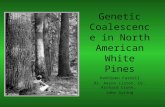 Genetic Coalescence in North American White Pines Kathleen Farrell Dr. Aaron Liston, Dr. Richard Cronn, John Syring P. strobus.
