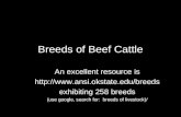 Breeds of Beef Cattle An excellent resource is  exhibiting 258 breeds (use google, search for: breeds of livestock)