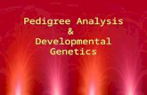 Pedigree Analysis & Developmental Genetics. The Story of ‘Eve’ RThis example illustrates why gene regulation is fundamental to development RThe Players.