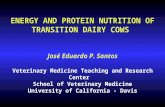 ENERGY AND PROTEIN NUTRITION OF TRANSITION DAIRY COWS José Eduardo P. Santos Veterinary Medicine Teaching and Research Center School of Veterinary Medicine.
