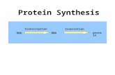 Transcription DNARNA translation protein Protein Synthesis.
