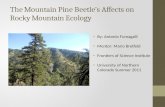 The Mountain Pine Beetle’s Affects on Rocky Mountain Ecology By: Antonio Fumagalli Mentor: Mario Bretfeld Frontiers of Science Institute University of.