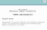 PhD program Molecular Signal Tranduction TUMOR ANGIOGENESIS Erhard Hofer Department of Vascular Biology and Thrombosis Research Center for Biomolecular.