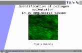 Msc. Thesis presentation Florie Daniels - June 29, 2006 Slide 1 of 36 Quantification of collagen orientation in 3D engineered tissue Florie Daniels.
