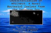 Characterization of HTCC5015: A Novel Bacterial Isolate from the Sargasso Sea By: Marie Johnson Dr. Stephen Giovannoni Laboratory of Marine Microbiology.