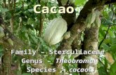 Cacao Family – Sterculiaceae Genus – Theobroma Species - cacao.