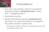 Echinoderms Sea stars, sea urchins, and sea cucumbers belong to phylum Echinodermata (“spiny skin”, “hedgehog skin”) Exclusively marine Adult echinoderms.