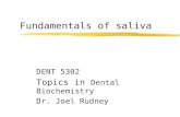 Fundamentals of saliva DENT 5302 Topics in Dental Biochemistry Dr. Joel Rudney.