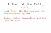 A Tour of the Cell, cont… Last Time: The Nucleus and the Endomembrane System Today: Other Organelles and the Cytoskeleton.