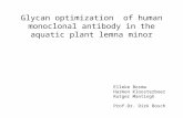 Glycan optimization of human monoclonal antibody in the aquatic plant lemna minor Elleke Bosma Harmen Kloosterboer Rutger Mantingh Prof.Dr. Dirk Bosch.