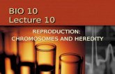 BIO 10 Lecture 10 REPRODUCTION: CHROMOSOMES AND HEREDITY.
