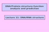 DNA/Protein structure-function analysis and prediction Lecture 11: DNA/RNA structure.