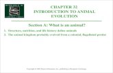CHAPTER 32 INTRODUCTION TO ANIMAL EVOLUTION Copyright © 2002 Pearson Education, Inc., publishing as Benjamin Cummings Section A: What is an animal? 1.Structure,