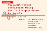 MicroRNA Target Prediction Using Muscle Atrophy Genes As Models Caltech Wold Lab Mentors: Dr. Barbara Wold Diane Trout Brandon King Gilberto Hernandez,