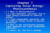 Chapter 7 Capturing Solar Energy: Photosynthesis 7.1 What is photosynthesis? 7.2 Light-dependent reactions: How is light energy converted to chemical energy?