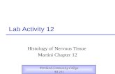 Lab Activity 12 Histology of Nervous Tissue Martini Chapter 12 Portland Community College BI 231.