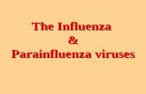 The Influenza & Parainfluenza viruses. Orthomyxoviridae & Paramyxoviridae.