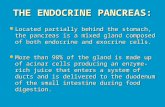 THE ENDOCRINE PANCREAS: Located partially behind the stomach, the pancreas is a mixed gland composed of both endocrine and exocrine cells. Located partially.
