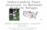 Understanding Plant Invasions in National Wildlife Refuges NCEAS undergraduate research project National Center for Ecological Analysis and Synthesis.