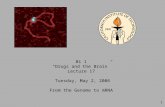 1 Bi 1 “Drugs and the Brain” Lecture 17 Tuesday, May 2, 2006 From the Genome to mRNA.