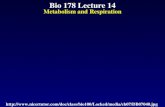 Bio 178 Lecture 14 Metabolism and Respiration .