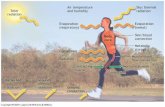 Thermoregulation 60-65% of total energy expenditure lost as heat Transfer of heat from body conduction – transfer through direct contact convection – transfer.