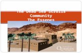 The Dead Sea Scrolls Community The Essenes. The Essenes WHO: Strict Jewish sect 1 st century BCE – 68 CE messianic WHERE Qumran, Jerusalem, throughout.