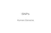 SNPs Human Genome. SNP Typing Allele specific hybridization ASO probes usually with the polymorphic base in a central position in the probe sequence.