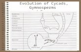 Evolution of Cycads, Gymnosperms and Ferns. Div: Progymnospermophyta Gymnosperm anatomy - secondary xylem tracheids, circular bordered pits - and fern-like.