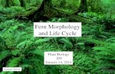 Fern Morphology and Life Cycle Plant Biology 209 January 14, 2014 Version 140116.