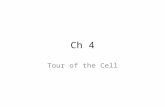 Ch 4 Tour of the Cell. Microscopic Worlds Microscopes led to the discovery of the cell – Light microscopes – Cell membrane - yes – Large macromolecules.