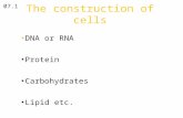 The construction of cells DNA or RNA Protein Carbohydrates Lipid etc. 07.1.