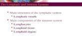 The Lymphatic and Immune Systems  Main structures of the lymphatic system  Lymphatic vessels  Main components of the immune system  Lymphocytes  Lymphoid.