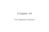 Chapter 24 The Digestive System. Functions of the Digestive System Ingest food Digest food Absorb nutrients Eliminate indigestible waste.