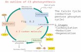 Fig. 8.2 The Calvin Cycle (reductive pentose phosphate cycle) 3 Stages Carboxylation Reduction Regeneration A 3 carbon molecule An outline of C3 photosynthesis.