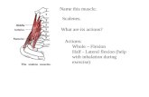 Name this muscle. Actions: Whole – Flexion Half - Lateral flexion (help with inhalation during exercise) Scalenes. What are its actions?