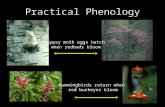 Practical Phenology Hummingbirds return when red buckeyes bloom Gypsy moth eggs hatch when redbuds bloom.